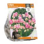 Baltus Tulipa Single Late Dream Club tulpen bloembollen per 5 stuks